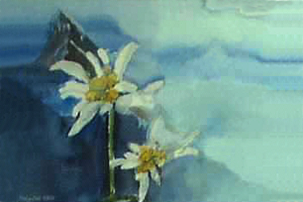 Die Edelweisse malte Brigitte!